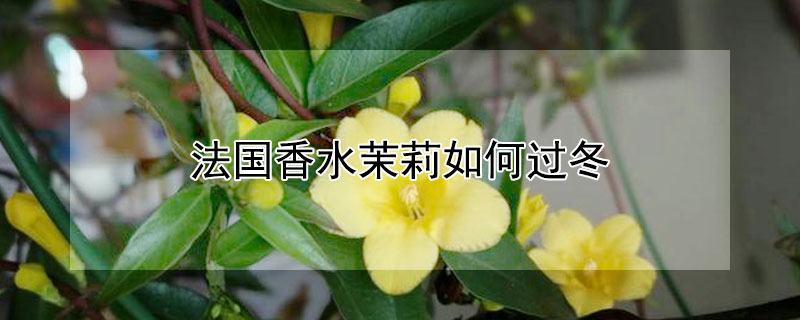 法国香水茉莉如何过冬 法国香水茉莉冬天怎么养
