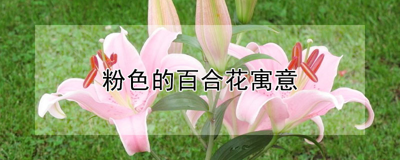 粉色的百合花寓意 粉色百合花语和寓意