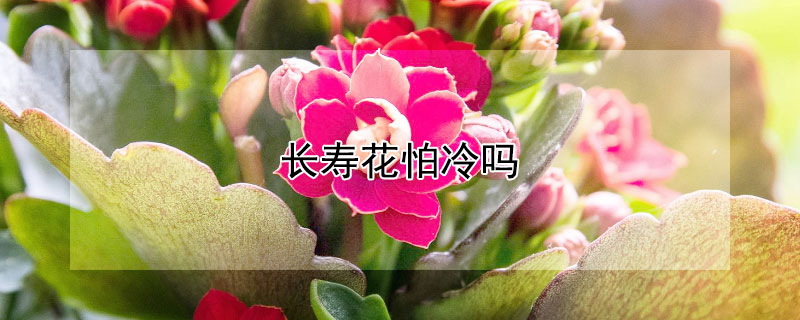 长寿花怕冷吗 长寿花怕冷吗冬天