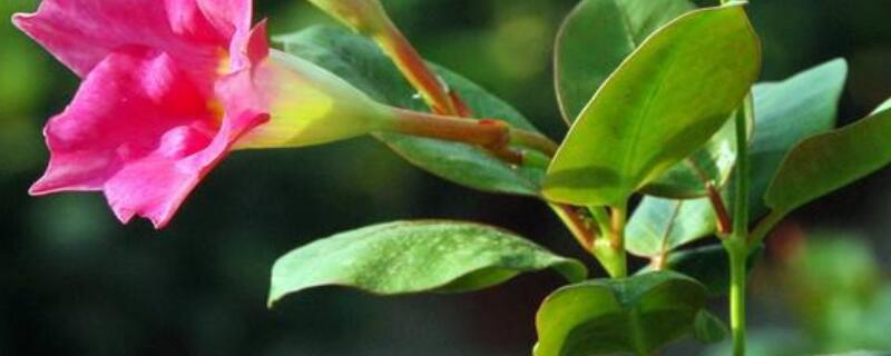 红蝉花的寓意（红蝉的意思）