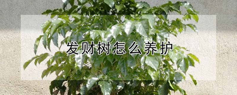 发财树怎么养护（养发财树怎么养）