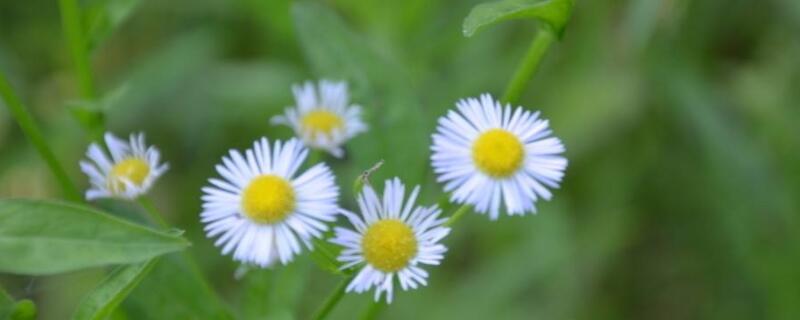 一年蓬花语 春飞蓬花语