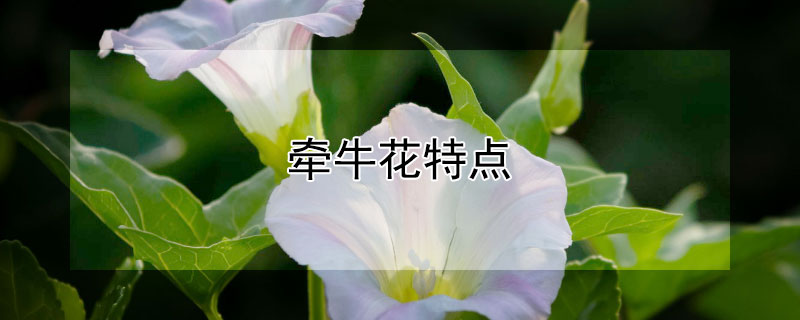 牵牛花特点（牵牛花特点简介）