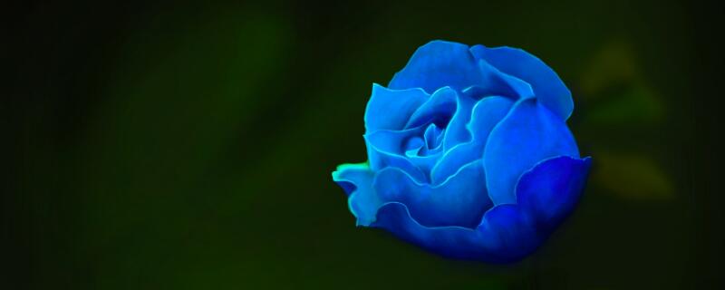 蓝玫瑰的花语是什么 蓝玫瑰的花语是什么意思