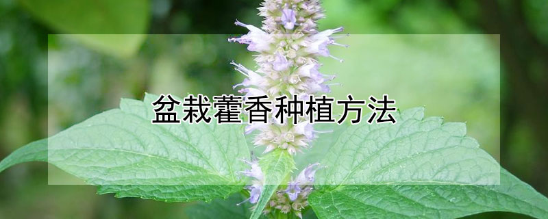 盆栽藿香种植方法（藿香 盆栽）