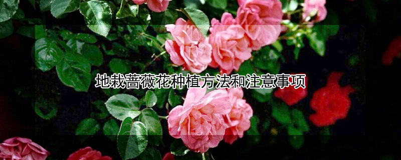 地栽蔷薇花种植方法和注意事项（地栽蔷薇花的养殖方法和注意事项）