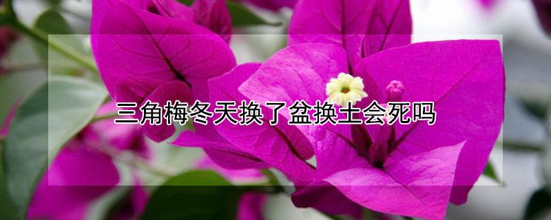 三角梅冬天换了盆换土会死吗 三角梅春天换盆会死吗