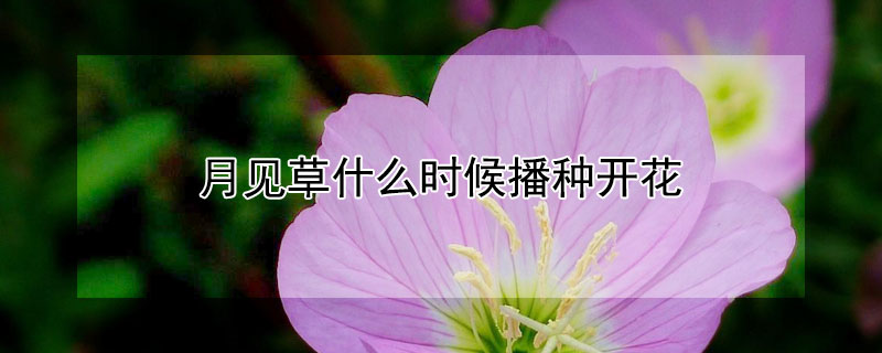 月见草什么时候播种开花 月见草在什么时候开花