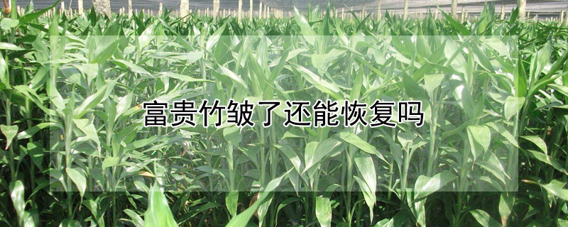 富贵竹皱了还能恢复吗（富贵竹皱纹怎么办）