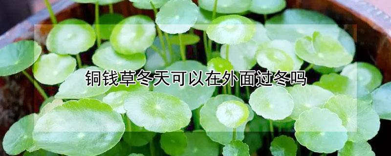 铜钱草冬天可以在外面过冬吗（铜钱草在外面能过冬吗）
