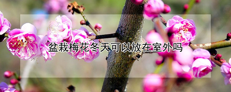 盆栽梅花冬天可以放在室外吗（盆栽梅花冬天怎么养）