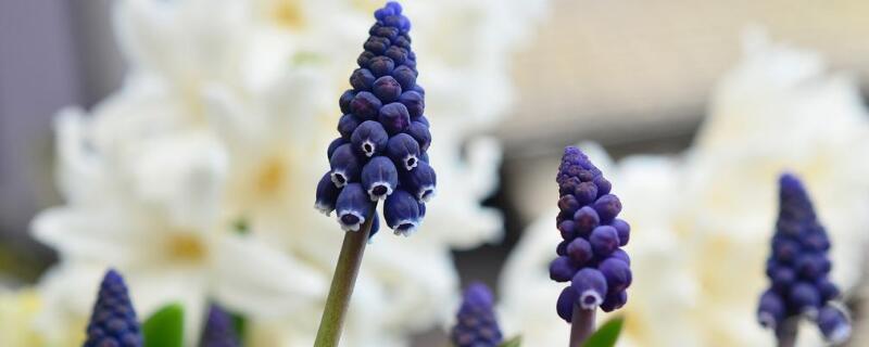 葡萄风信子花语 葡萄风信子花语是什么