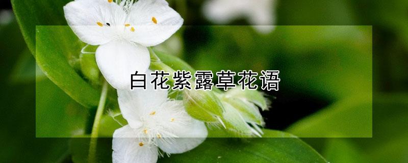 白花紫露草花语 紫色白三草花语是什么