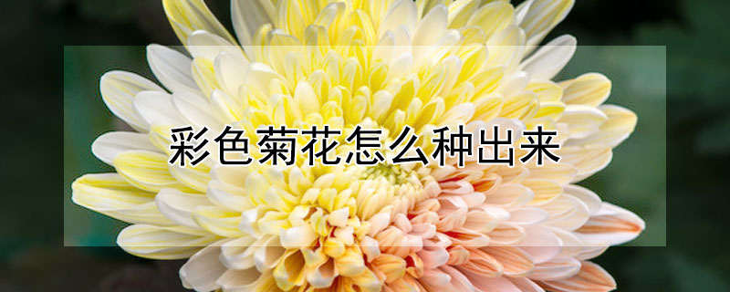 彩色菊花怎么种出来 菊花怎么种
