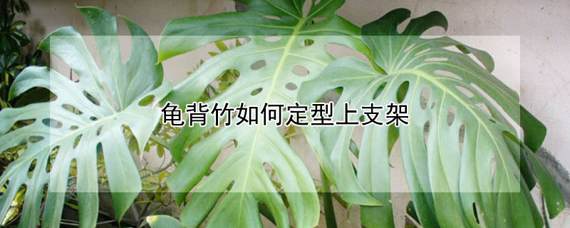龟背竹如何定型上支架（龟背竹 支架）