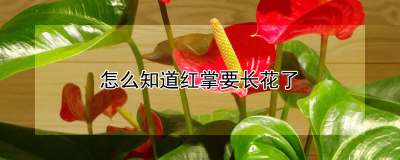 怎么知道红掌要长花了(红掌的花从哪里长出来)