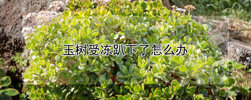 玉树受冻趴下了怎么办(玉树受冻之后还能活吗)