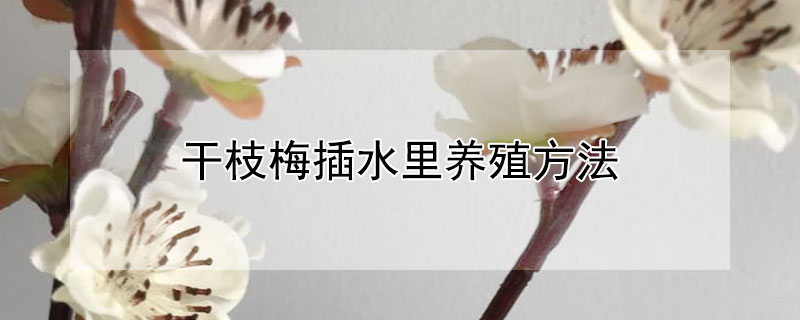 干枝梅插水里养殖方法(梅花插枝入水能活吗)
