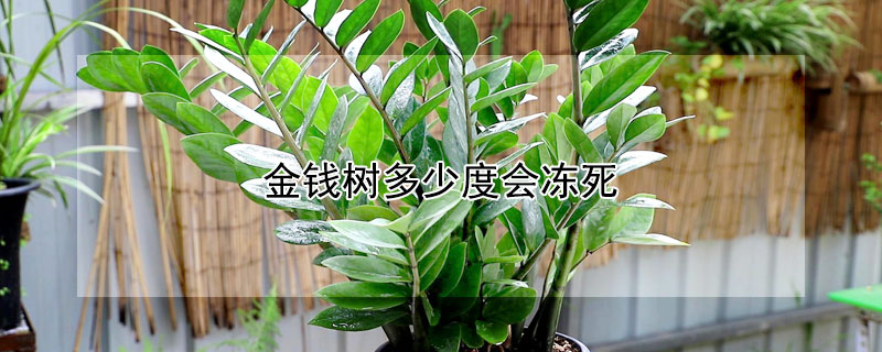 金钱树多少度会冻死（金钱树零度会冻死吗）
