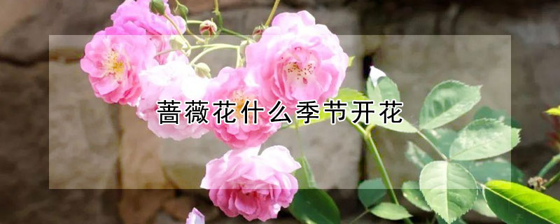 蔷薇花什么季节开花（蔷薇花哪个季节开花）