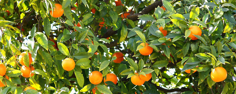 桔子树的寓意及象征 桔子树的寓意是什么