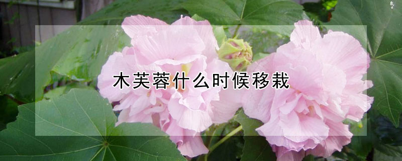 木芙蓉什么时候移栽（木芙蓉最佳移栽时间）