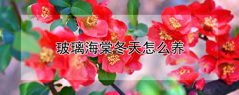 玻璃海棠冬天怎么养（玻璃海棠好养吗）