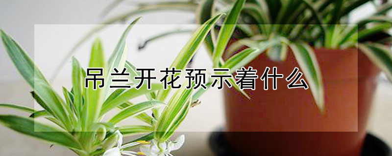 吊兰开花预示着什么 吊兰开花意味着什么