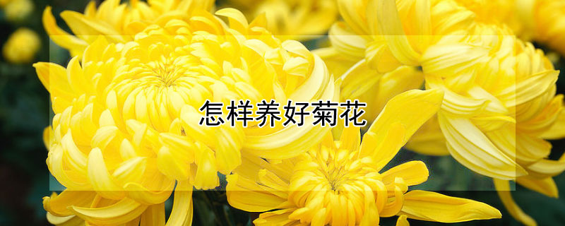 怎样养好菊花 菊花怎么养注意什么