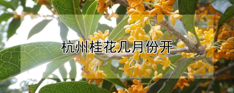 杭州桂花几月份开（杭州的桂花几月份开）