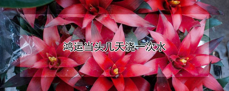 鸿运当头几天浇一次水（鸿运当头几天浇一次水家的水杯里能晒太阳吗）