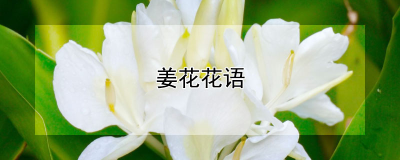 姜花花语（姜花花语 凉生我们可不可以）