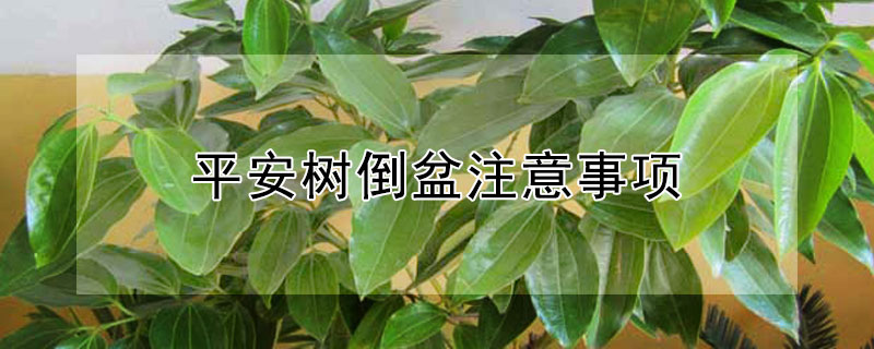 平安树倒盆注意事项（平安树倒了盆叶子下垂）