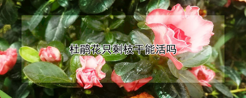 杜鹃花只剩枝干能活吗 杜鹃花就剩下枝干了还可以养活吗