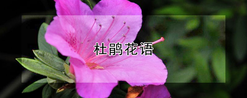 杜鹃花语（杜鹃花诗句经典名句）