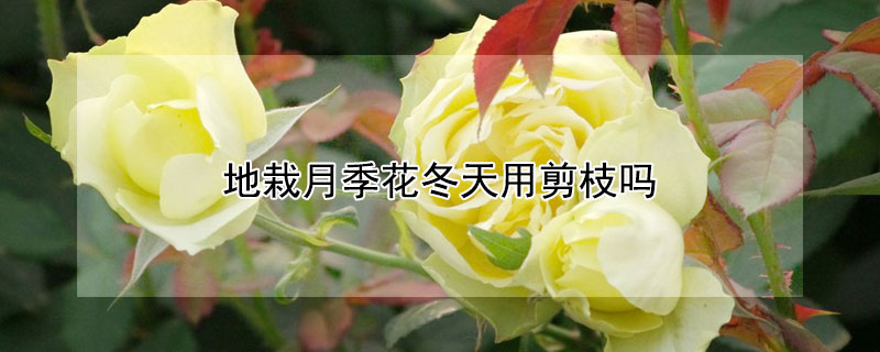 地栽月季花冬天用剪枝吗 地栽月季花什么时候剪枝