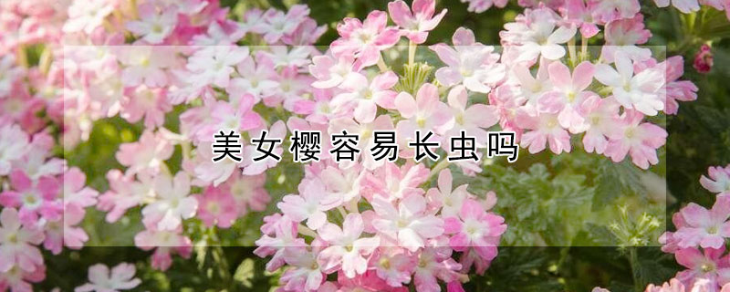 美女樱容易长虫吗(美女樱长虫怎么办)