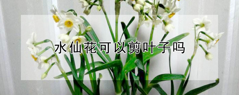 水仙花可以剪叶子吗（水仙花叶子长了可以剪吗）