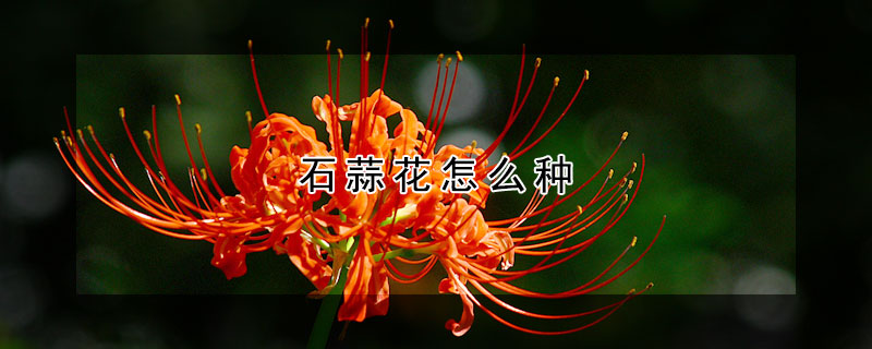 石蒜花怎么种（石蒜花怎么种下去）