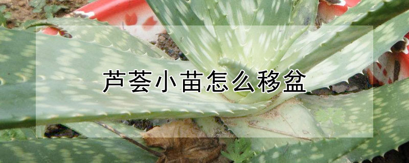 芦荟小苗怎么移盆 芦荟小苗怎么移栽