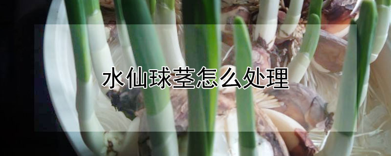 水仙球茎怎么处理 水仙花球茎怎么处理