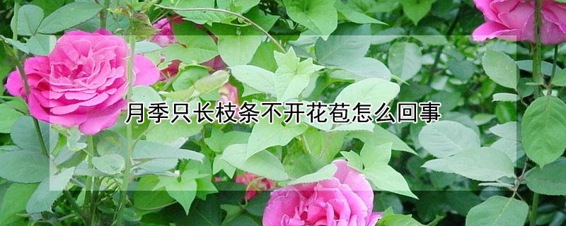 月季只长枝条不开花苞怎么回事 月季长了花苞不开花