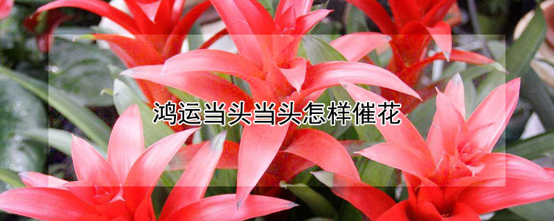 鸿运当头当头怎样催花（鸿运鸿运当头花）