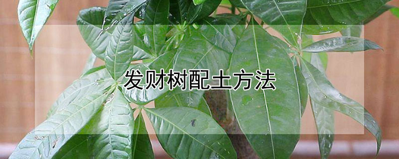 发财树配土方法 发财树配土方法图