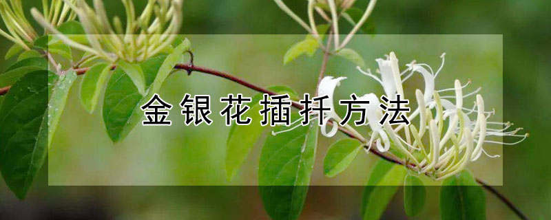 金银花插扦方法 金银花的扦插方法