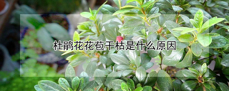 杜鹃花花苞干枯是什么原因（杜鹃花花枝干枯什么原因）