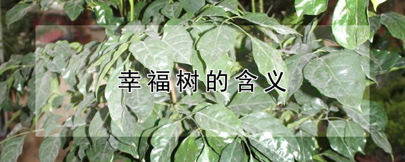 幸福树的含义 幸福树代表