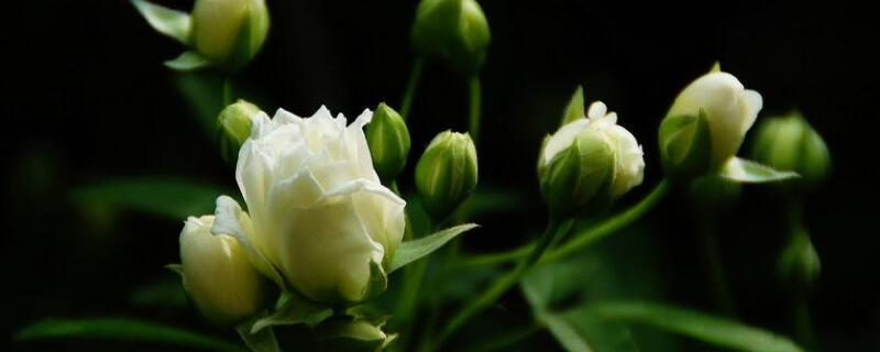 木香花花语 木香花花语是什么