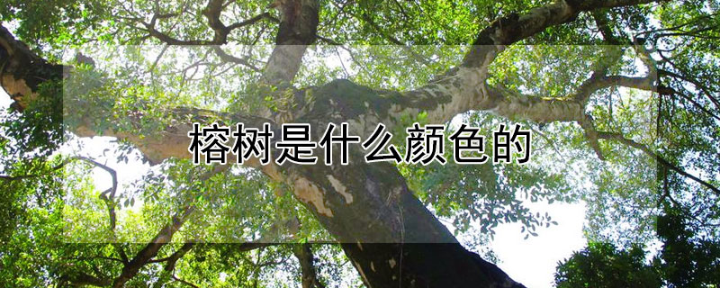 榕树是什么颜色的 大榕树是什么颜色