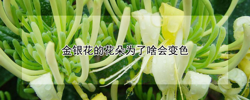 金银花的花朵为了啥会变色(金银花的花朵为为什么会变色)